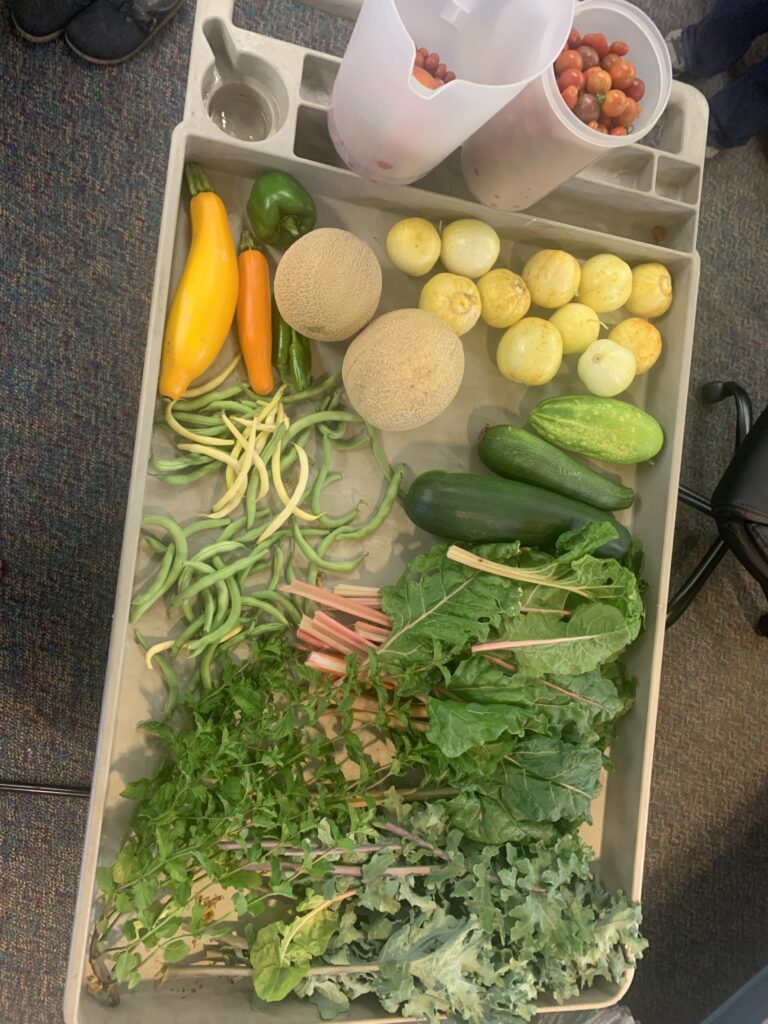 A table filled with various fresh vegetables including squash, peppers, melons, cucumbers, and leafy greens.